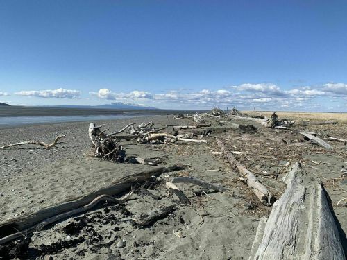 A sandy beach with driftwood scattered across the shore, under a clear blue sky and distant mountains.