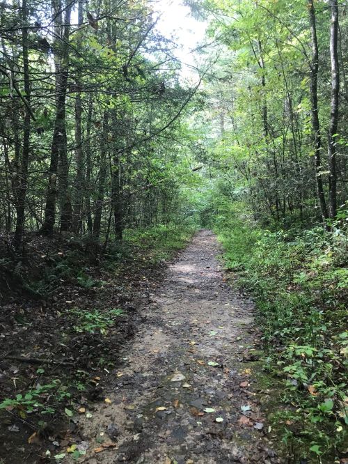 A narrow dirt path winds through a lush, green forest with trees on either side.