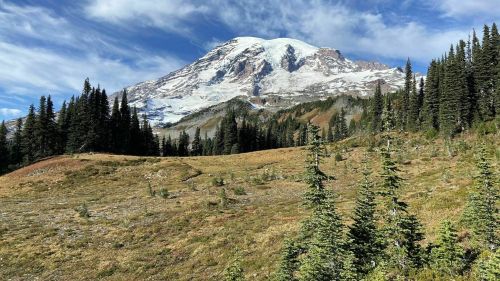 A scenic view of a snow-capped mountain surrounded by evergreen trees and a grassy meadow under a blue sky.
