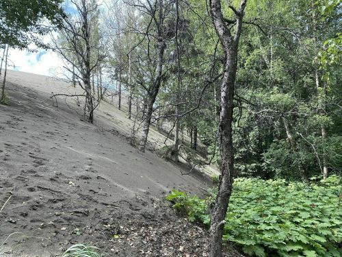 A sloped landscape with sparse trees and greenery, featuring sandy soil and a mix of sunlight and shade.