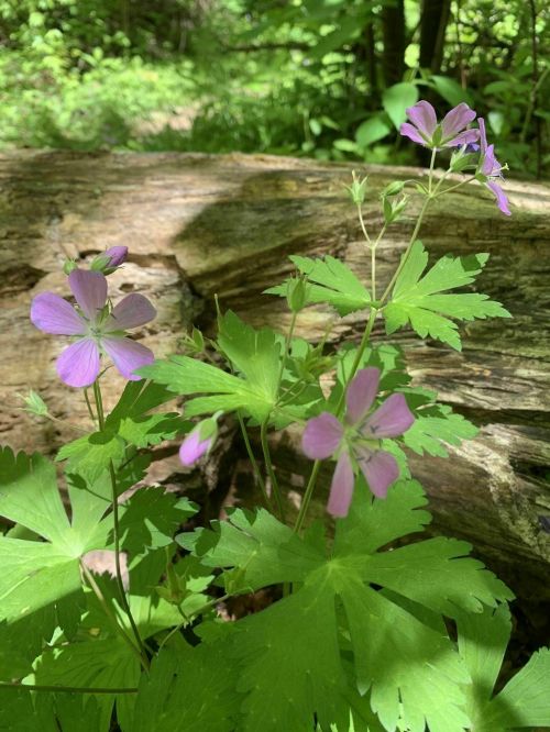 Delicate purple flowers with green leaves growing near a mossy log in a lush, green forest setting.