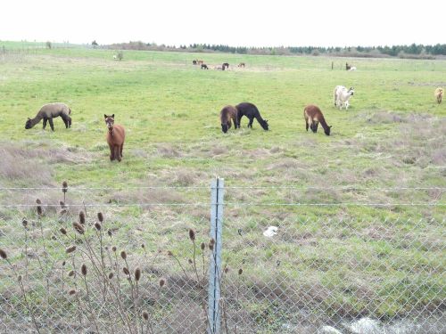 A grassy field with several grazing alpacas and cows, separated by a wire fence.