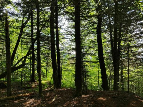 A lush green forest with tall trees and dappled sunlight filtering through the leaves.