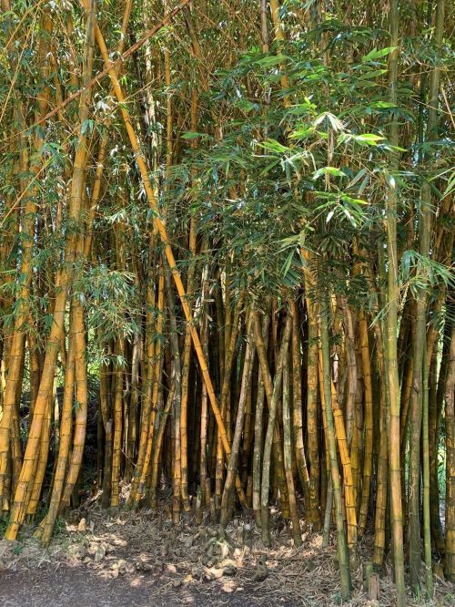 A dense cluster of tall bamboo stalks with green leaves, creating a natural, serene environment.