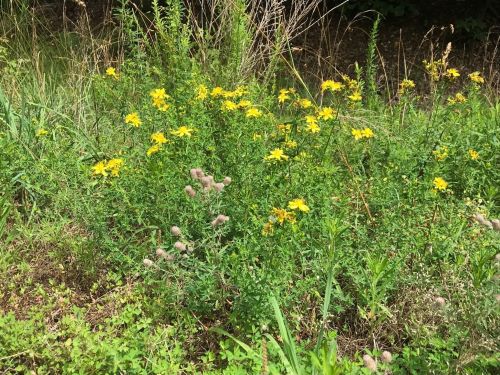A patch of vibrant yellow wildflowers surrounded by green grass and other plants in a natural setting.