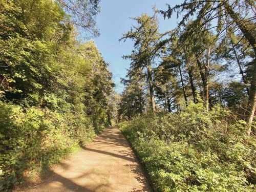 A dirt path winding through a lush green forest under a clear blue sky.