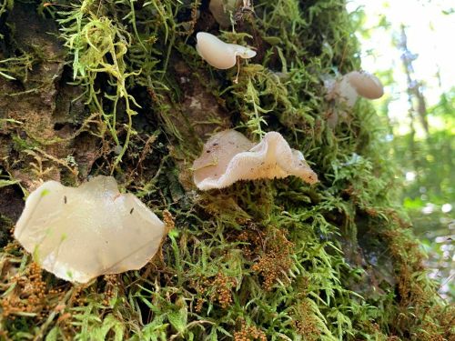 Close-up of translucent fungi growing on a moss-covered tree trunk in a lush forest.