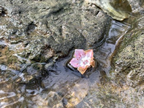 A pink flower petal floats on water over a rocky surface, surrounded by rippling reflections.