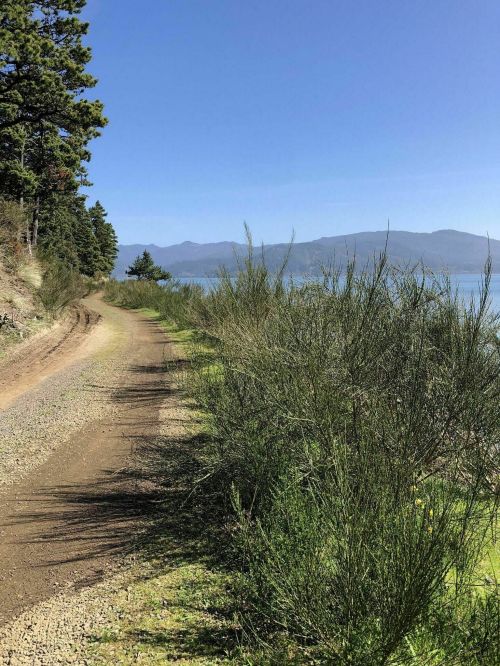 A dirt path lined with tall grass, leading to a serene lake and mountains under a clear blue sky.