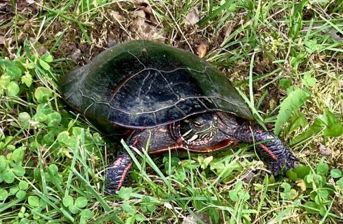 A turtle with a dark shell and colorful markings on its legs, resting on green grass and clover.
