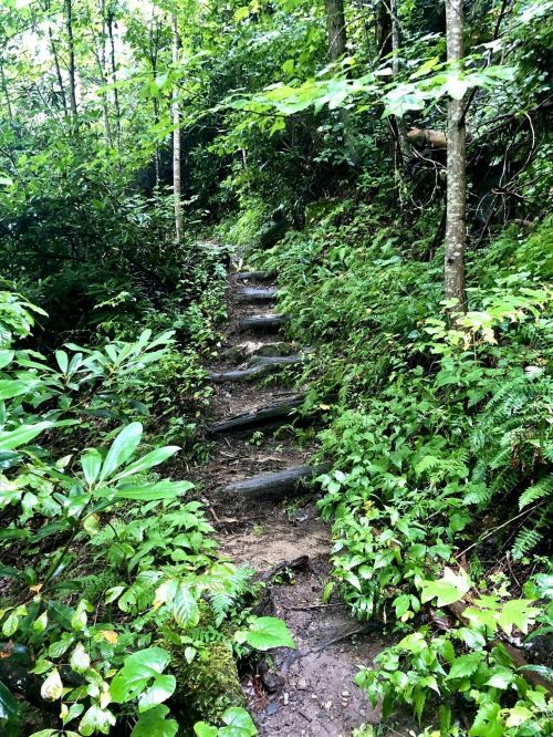 A narrow, winding trail through lush green foliage and trees, with wooden steps leading up the path.