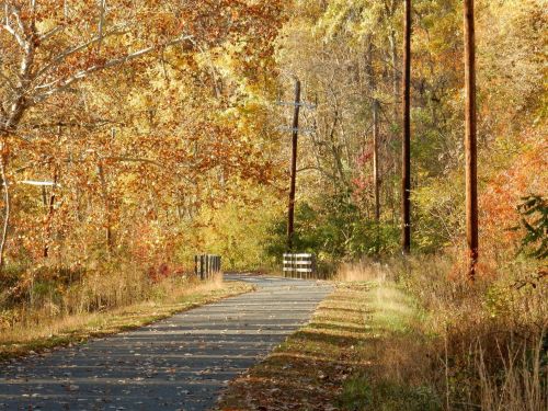 A serene autumn pathway lined with colorful trees and power poles, leading to a wooden bridge in the distance.