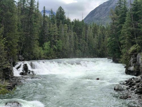 A rushing river flows through a lush green forest, surrounded by tall trees and rocky banks under a cloudy sky.