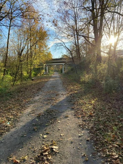 A sunlit path covered in fallen leaves, leading to a bridge surrounded by trees in autumn.