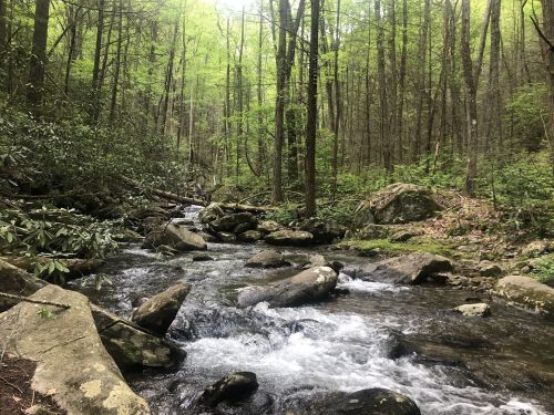 A serene forest scene featuring a flowing stream surrounded by lush green trees and rocky banks.