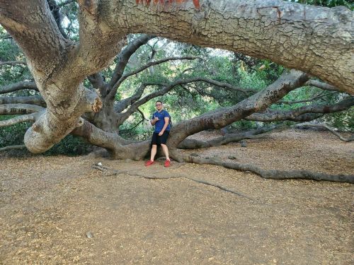 A person stands beside a large, sprawling tree with thick branches in a wooded area. Leaves and ground are covered in foliage.