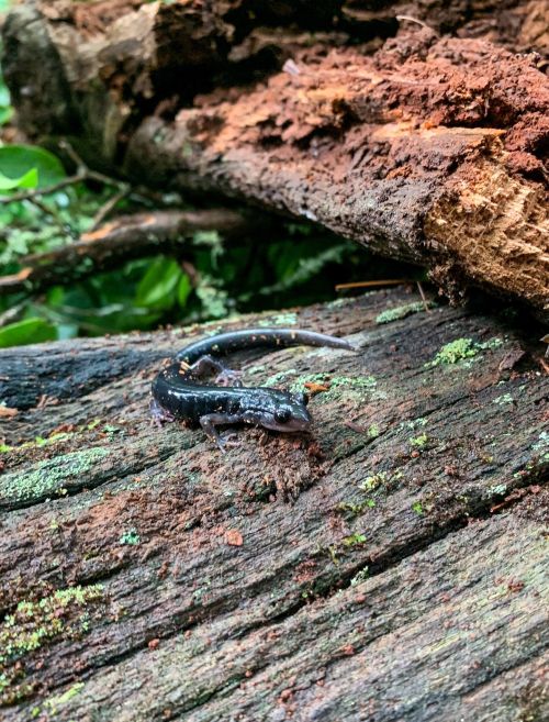 A small black salamander with white spots rests on a moss-covered log in a lush, green forest.
