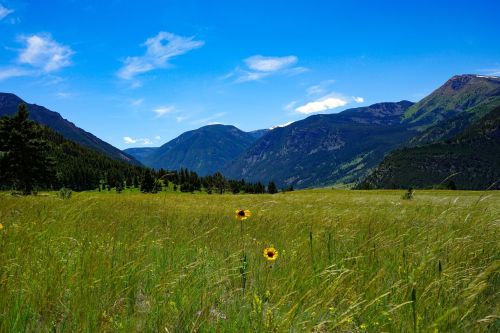 A vibrant green meadow with wildflowers, framed by mountains under a clear blue sky.