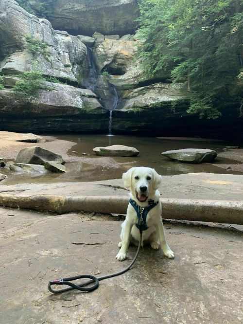 A happy dog sits on a rocky path near a serene waterfall and lush green trees in a forested area.