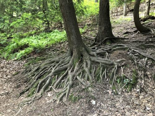 A close-up of tree roots sprawling across the forest floor, surrounded by greenery and fallen leaves.