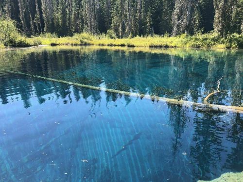 A serene, clear blue lake surrounded by lush green trees and reflections of the forest on the water's surface.