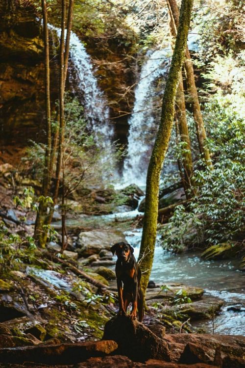 A dog stands on a rock near a serene waterfall, surrounded by lush greenery and trees.