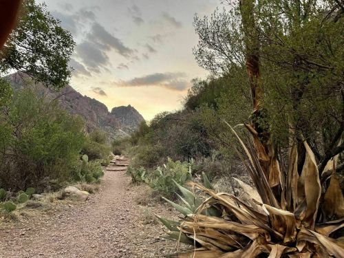 A winding dirt path through a desert landscape, flanked by cacti and shrubs, with mountains in the background under a cloudy sky.