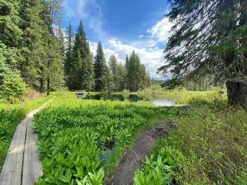 A serene landscape featuring a wooden path through lush greenery, leading to a calm pond surrounded by trees.