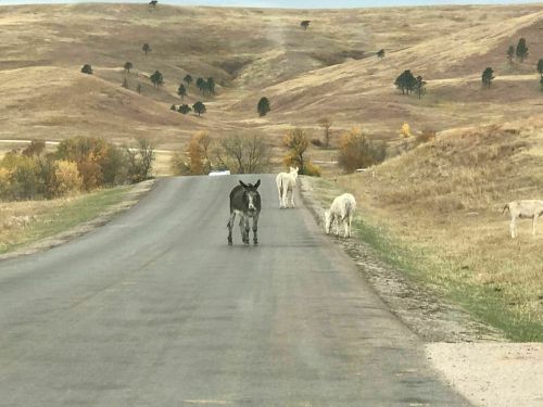 A donkey stands in the middle of a road, with two horses grazing on the side and rolling hills in the background.