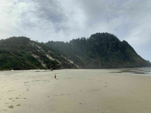 A person walks along a sandy beach with a misty hillside and trees in the background.