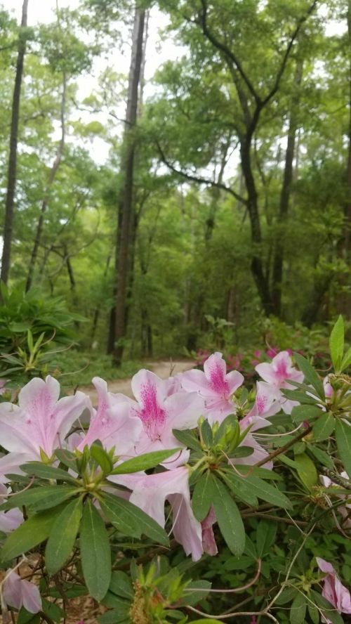 A lush forest scene with pink azalea flowers in the foreground and tall green trees in the background.