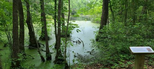 Lush green swamp with trees and still water covered in algae, featuring an informational sign nearby.