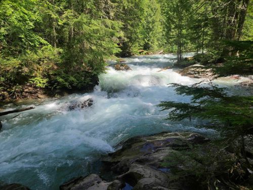 A rushing river flows through a lush green forest, with rocks visible in the water and sunlight filtering through the trees.