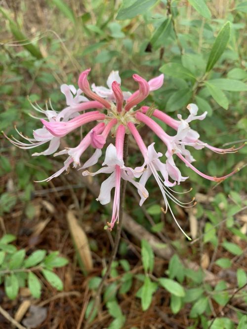 A pink and white flower with long, slender petals surrounded by green foliage.