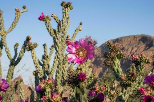A vibrant pink flower blooms among tall cacti against a clear blue sky and rocky mountain backdrop.