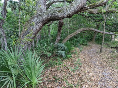 A winding path through a lush forest with large trees and palm plants lining the sides.