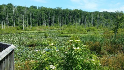 A serene wetland scene with lily pads, lush greenery, and trees in the background under a clear blue sky.
