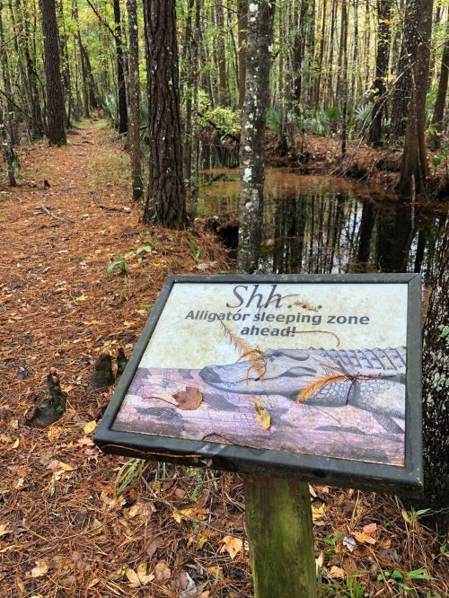 Sign indicating "Shh! Alligator sleeping zone ahead!" near a forested path and a calm water area.