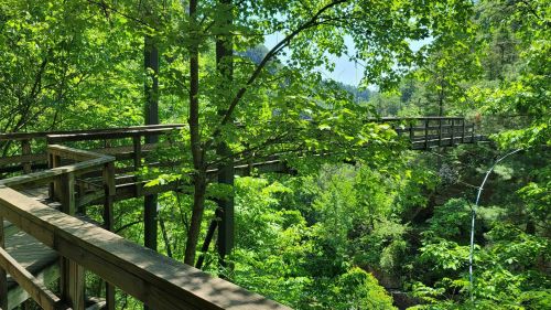 A wooden bridge surrounded by lush green trees, connecting two paths in a vibrant forest setting.