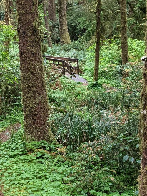 A serene forest scene with lush greenery and a wooden bridge nestled among tall trees.