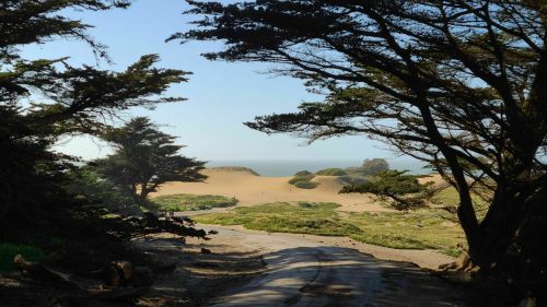 A sandy beach framed by trees, with a clear sky and gentle waves in the distance.