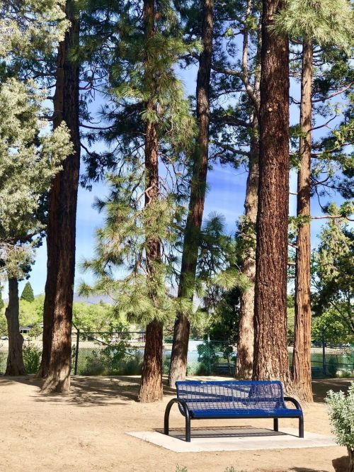 A blue bench sits on a concrete slab surrounded by tall pine trees in a sunny park setting.