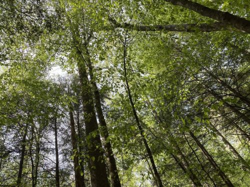 Looking up at a dense canopy of green leaves and tall trees in a forest. Sunlight filters through the foliage.
