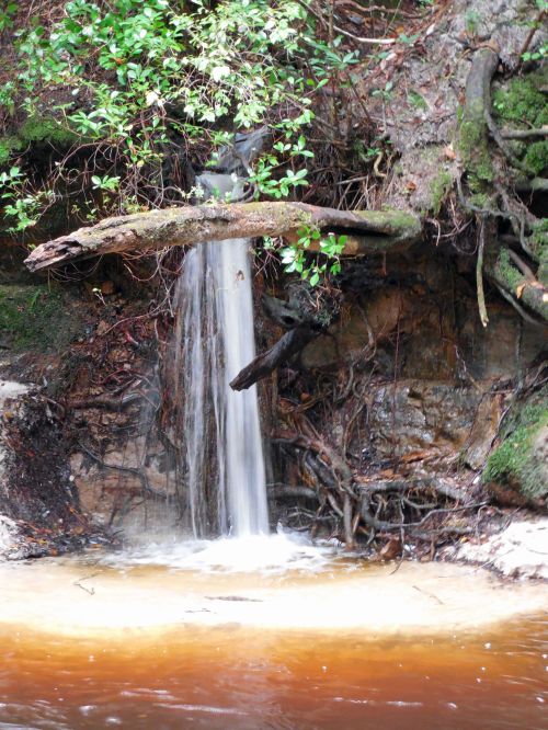 A small waterfall cascades over rocky terrain, surrounded by lush greenery and exposed tree roots.