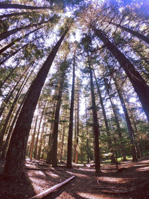 Tall trees stretch towards the sky in a sunlit forest, with dappled light filtering through the branches.