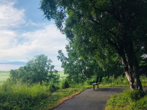 A serene landscape featuring a bench under a tree, overlooking a grassy field and distant water under a cloudy sky.