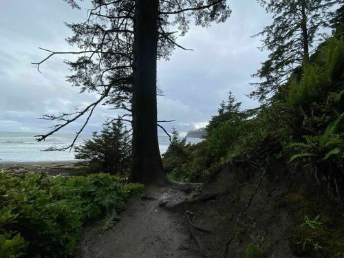 A coastal path lined with trees and ferns, leading to a cloudy ocean view in the distance.