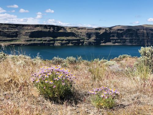 A scenic view of a lake surrounded by cliffs, with wildflowers in the foreground and a clear blue sky above.