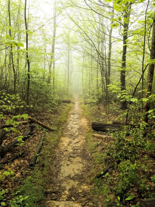 A misty forest path surrounded by lush green trees and underbrush, creating a serene, tranquil atmosphere.