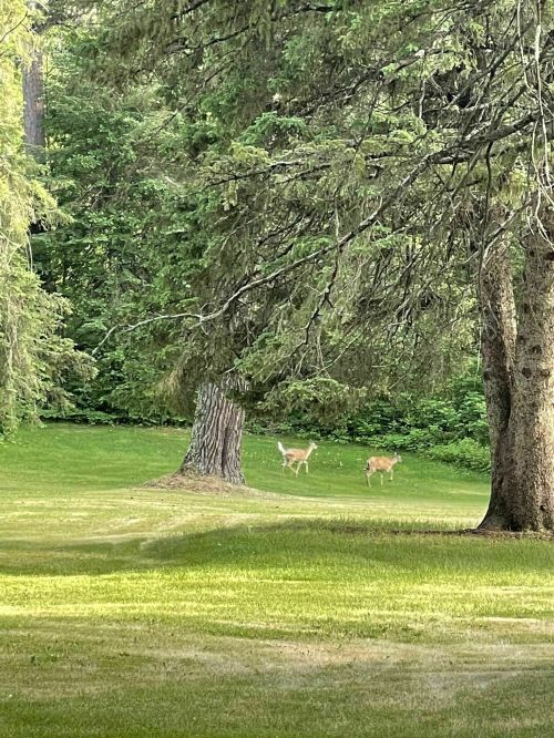 Two deer walking through a lush green field, surrounded by trees and grass.